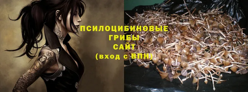 продажа наркотиков  Кропоткин  Псилоцибиновые грибы Psilocybe 